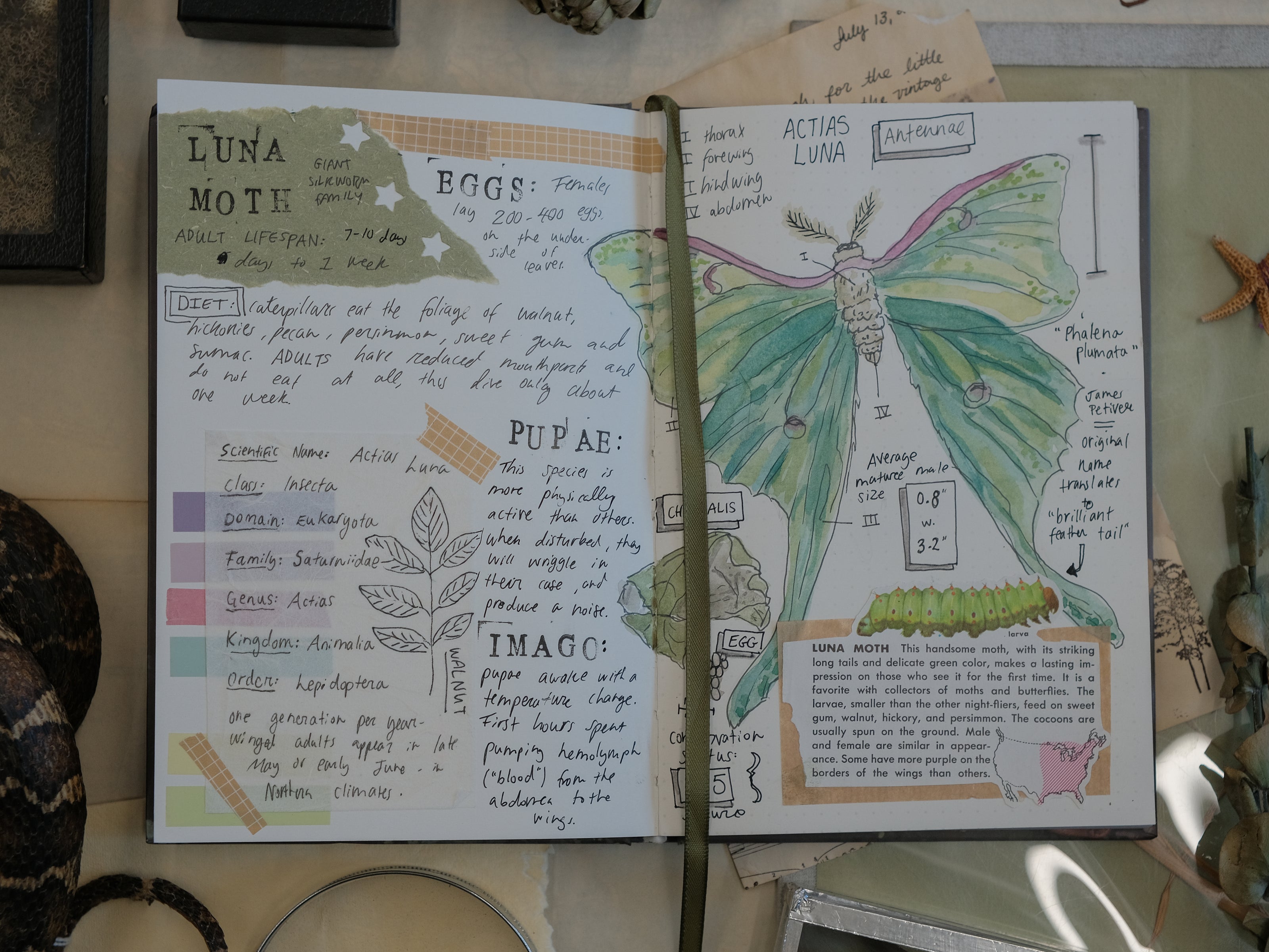 The Botanist's Journal // Field Notes (Presale)