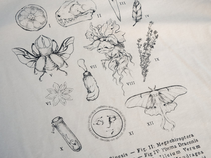 A light cream cotton T-shirt featuring black and gray vintage style sketches of specimens, including a rabbit foot, mandrake root, bat skull Luna moth, feather, stag-horn beetle, vial with a human tooth, star anise, thyme, and an orange slice.